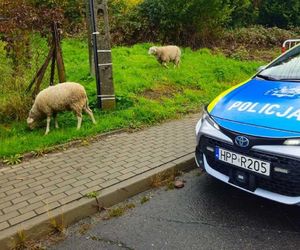 Policjanci pomogli zagubionym owieczkom. Nietypowa interwencja drogówki