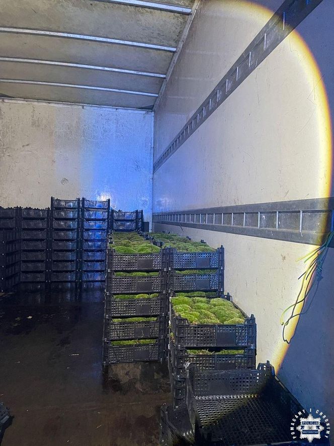 60-latek kradł mech z lasu