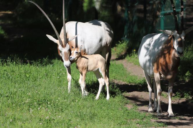 Wyjątkowe narodziny w gdańskim zoo