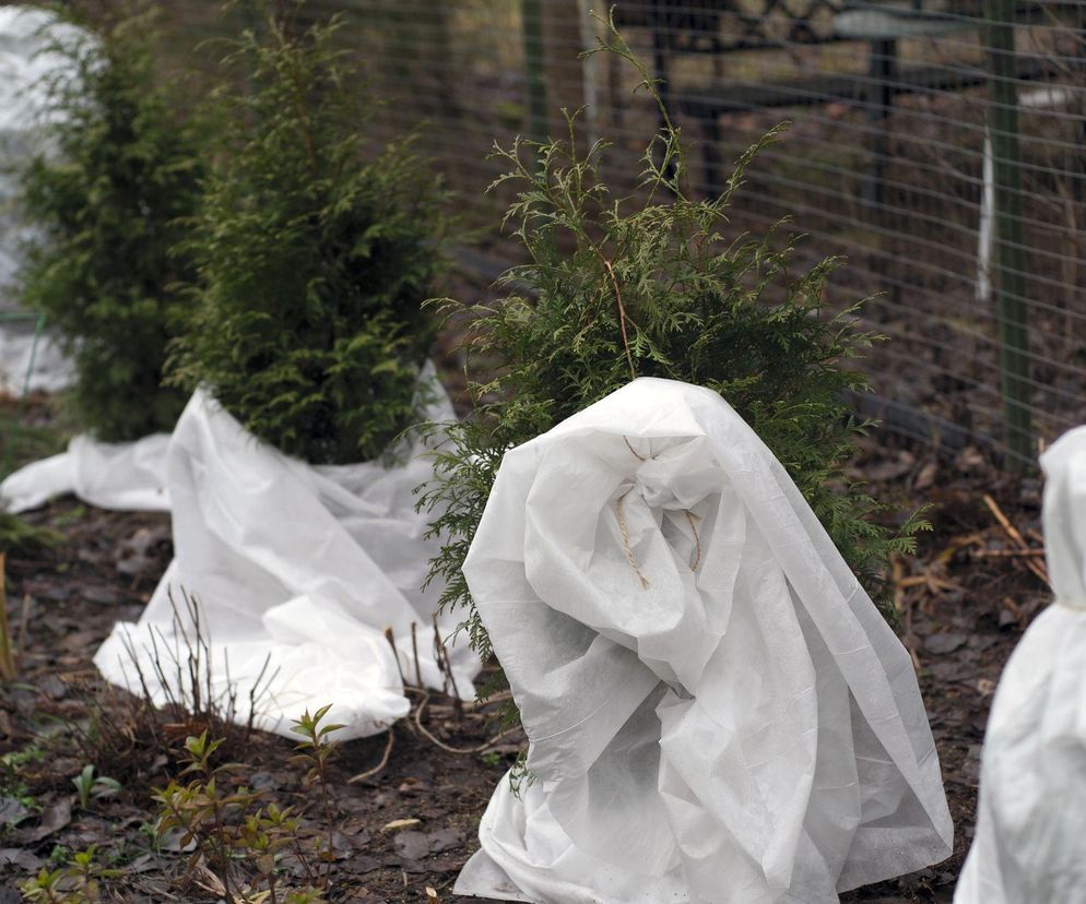 Okrywanie iglaków na zimę