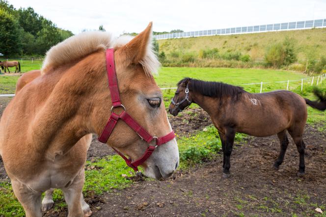 Stadnina koni w Bytomiu
