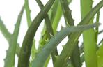 Aloes