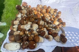 Wysp grzybów w woj. lubelskim