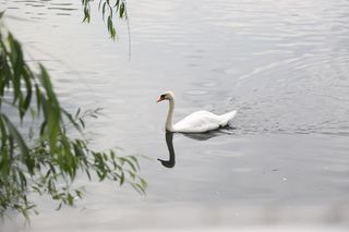 Łabędzie z tarnowskich parków opuściły stawy na zimę