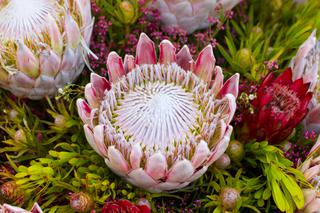 protea kwiaty zdjęcia