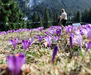W Tatrach zakwitły krokusy! Te polany są najpiękniejsze