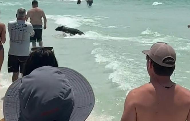 Tłum turystów bawił się na plaży. Nagle pojawił się niedźwiedź! Szokujace wideo