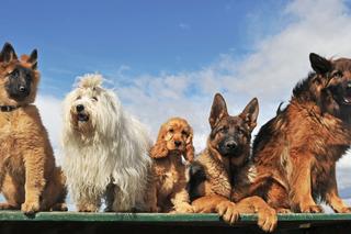 Najpopularniejsze rasy psów w Polsce. Jesteś właścicielem przedstawiciela jednej z nich? 