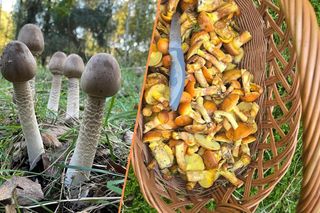 Sezon grzybowy na Dolnym Śląsku rozpoczęty. Gdzie znaleźć kanie, borowiki i koźlarze?