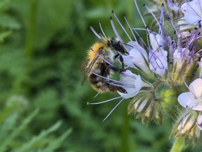 Łąki kwietne na Podkarpaciu