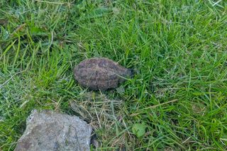 Suczka-saperka Molly znalazła granat. Właściciel nie mógł uwierzyć własnym oczom