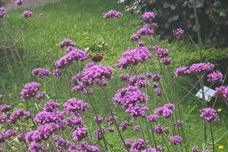 Letni spacer w zielonym sercu Bydgoszczy. Ogród Botaniczny UKW zaprasza!