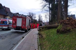 Tragedia w Zakopanem. Drzewo spadło na samochód. Młoda kobieta nie żyje