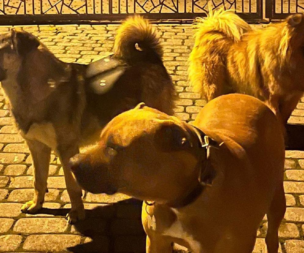 Agresywne psy biegają po wsi. Policja wydała pilny komunikat