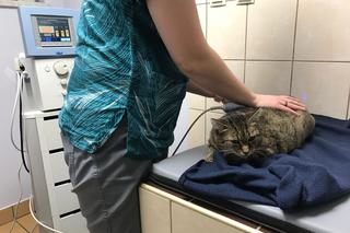 Koci szpitalik w Rzeszowie? Fundacja Felineus walczy o głosy