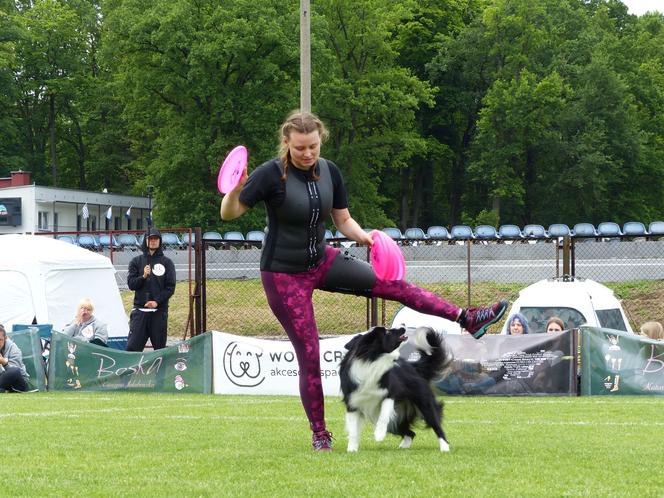 dog frisbee w Iławie