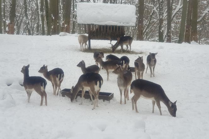 W gdańskim ZOO są zwierzęta, którym nie przeszkadzają mrozy i śnieg