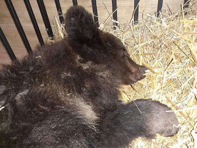 Niedźwiadek znaleziony tuż przy domach w Bieszczadach. Jest w ciężkim stanie. Trafił pod opiekę weterynarzy