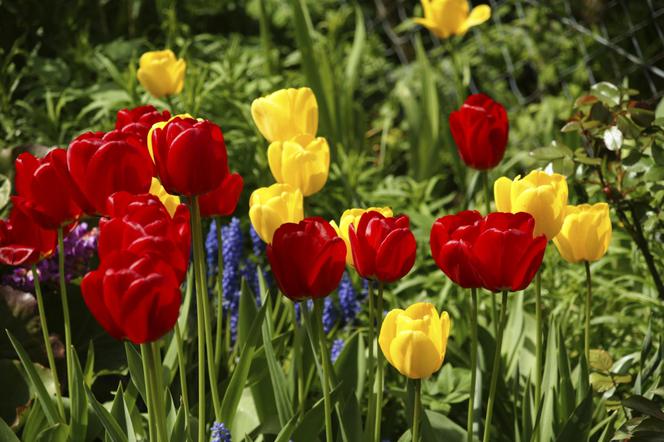 tulipany