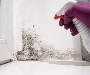 Rozcieńcz 0,5 szklanki z wodą i spryskaj grzyba na ścianie. Wyżre ciemne wykwity w 1 godzinę. Ściany będą jak nowe. Sposób na grzyba na ścianie