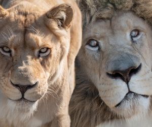 To jedyne polskie zoo, gdzie są białe lwy! Międzynarodowy Dzień Lwa 2025 będą świętować cały weekend! 