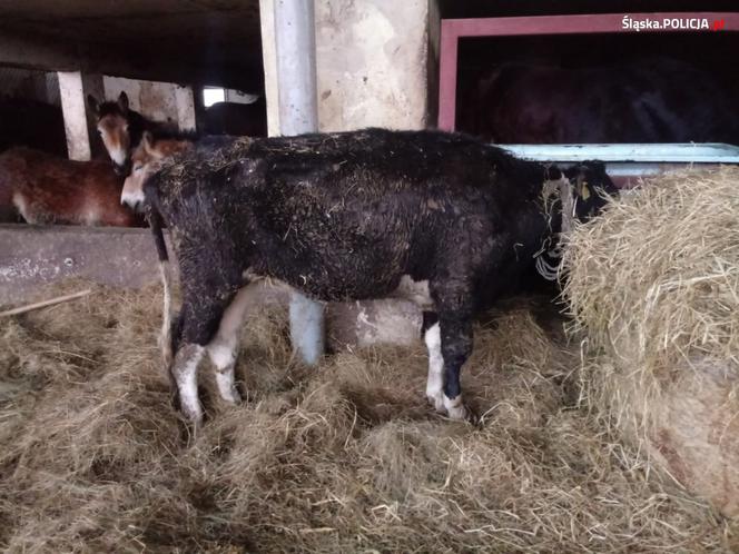 Zagłodzone i brudne konie były niehumanitarnie mordowane? Policjanci skontrolowali hodowlę w Wodzisławiu Śląskim [ZDJĘCIA]