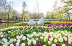 Białe tulipany w ogrodzie Keukenhof