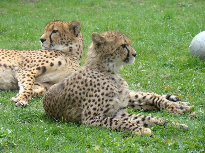 Tak wyglądają zwierzęta mieszkające w śląskim ZOO
