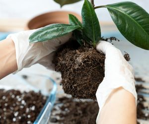 Zbierz pod domem i wymieszaj, a przygotujesz najlepszą ziemię doniczkową. Lepszej nie kupisz nawet w Castoramie. Ziemia do kwiatów doniczkowych