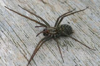 Te pająki mieszkają w twoim domu -  Kątnik domowy i inne