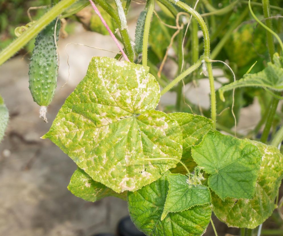 Oprysk na mączniaka ogórków