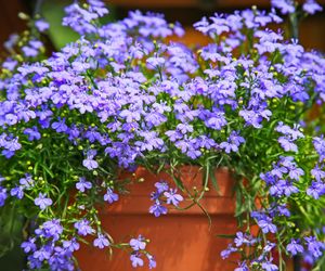 Lobelia przylądkowa