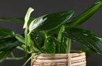 Monstera standleyana ‘Variegata' 