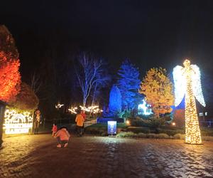 Christmas Garden w zoo w Chorzowie jest zachwycający