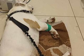 Pies Jazz zjadł kiełbasę naszpikowaną drutem