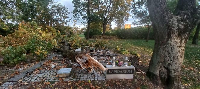 Drzewo zniszczyło lapidarium w Starym Fordonie. Zapytaliśmy miasto o stan pozostałych drzew na ul. Cechowej