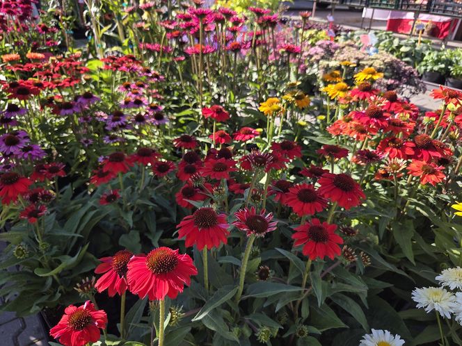 Jesienny Kiermasz Ogrodniczy w Bydgoszczy przyciągnął miłośników zieleni i smakołyków!