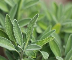 Szałwia lekarska - zastosowanie, działanie i właściwości