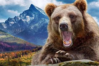 Atak niedźwiedzia w Tatrach, nie żyje 31-latka! Ujawniono, jak zginęła