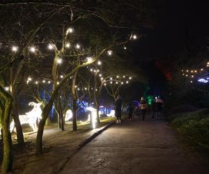 „Historia światła” po raz ostatni. Park iluminacji w Lublinie kończy sezon