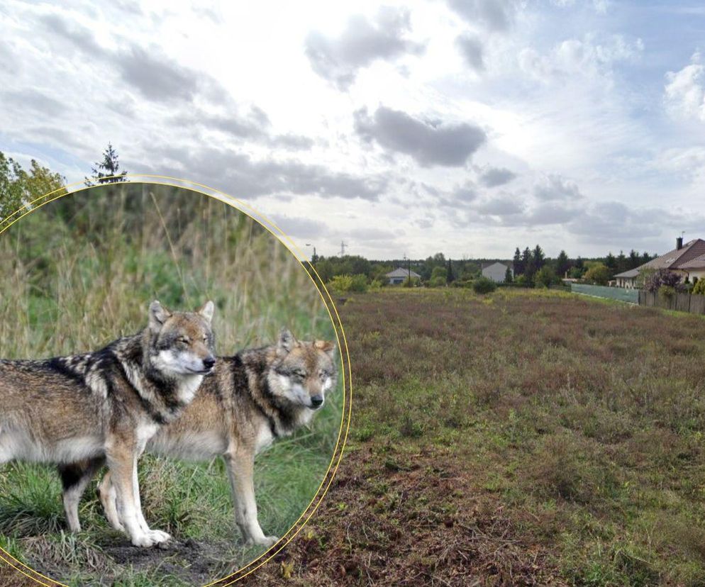 Ktoś widział watahę wilków na bydgoskim osiedlu. Są naturalnym elementem otoczenia Bydgoszczy