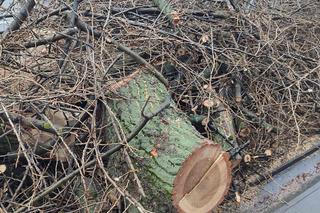 Nowa ścieżka rowerowa na al. 29 Listopada. Skończyło się rzezią drzew