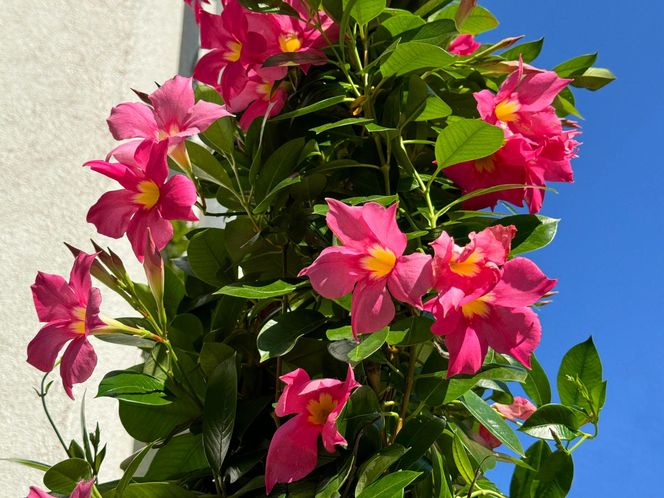 Dipladenia, mandevilla