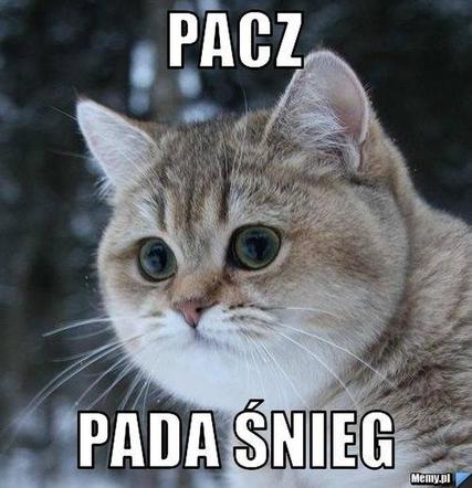 Mróz memy