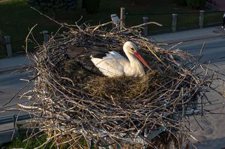  Bociany Błażek i Danusia