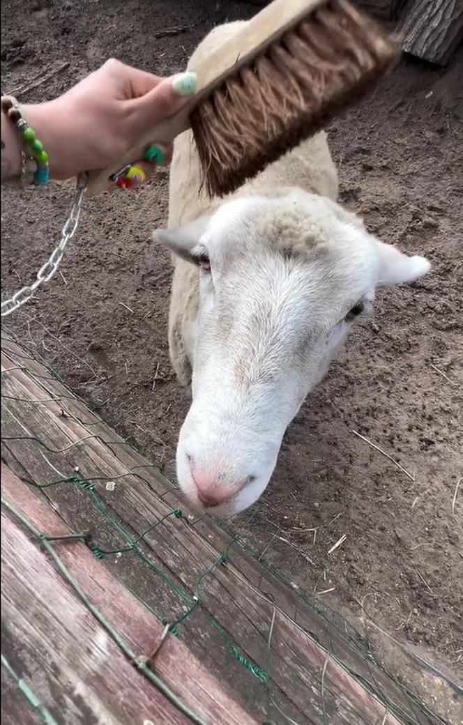 Zamiast dokarmiać, czochrają zwierzęta. Nowa atrakcja w lubińskim zoo