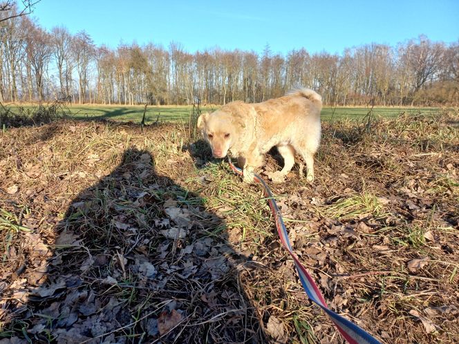 Psy przywiezione z powodzi do schroniska w Henrykowie koło Leszna ciagle czekają na adopcję