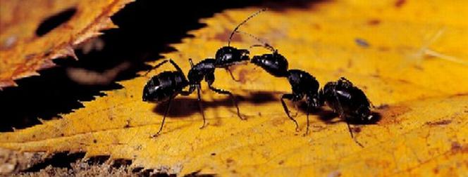 Mrówki w domu i w ogrodzie - jak z nimi walczyć