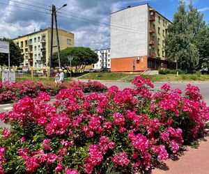 Starachowice. To najbardziej ukwiecone miasto świętokrzyskiego