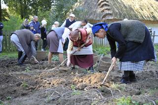 Wykopki kartoflane w lubelskim skansenie